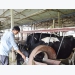 Hoa Binh speeds up agricultural restructuring