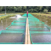 How welfare can help Brazil's tilapia aquaculture sector fare well