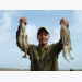 Vietnam's shrimp accounts for the largest market share in Australia