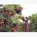 Portal expected to reach big lychee consumers