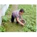 nuoi-cua-dong-nghe-cho-hieu-qua-kinh-te-cao