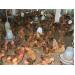 trien-vong-nghe-chan-nuoi-ga-ban-cong-nghiep-tha-vuon-doi