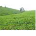 gan-20-ty-dong-doi-moi-giong-che
