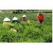 de-huong-che-ha-thuong-bay-xa