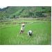 Tổ Chức Lại Sản Xuất Để Tăng Thu Nhập Cho Nông Dân