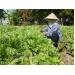 Giải Pháp Đưa Hàng Nông, Thủy Sản Vào Siêu Thị