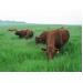 Kết quả thực hiện Đề án lai tạo đàn bò ở Vân Canh tỉnh Bình Định