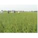 Huyện Long Phú (Sóc Trăng) phát huy hiệu quả cánh đồng lúa lớn