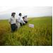 Sản xuất lúa chất lượng cao ở Tánh Linh hướng đến cánh đồng mẫu lớn