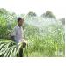 Ninh Thuận quy hoạch đến năm 2020, toàn tỉnh có 1.930 ha đồng cỏ phục vụ chăn nuôi