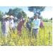 Bảo tồn nguồn gen cây mè đen 2 vỏ Bình Thuận