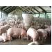 Tập đoàn Hùng Vương đầu tư 10 triệu USD phát triển trang trại nuôi heo thịt công nghệ cao