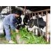 Lâm Đồng một thôn có hơn 50% số hộ nuôi bò sữa
