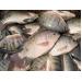 60% sản lượng cá rô phi sẽ đạt tiêu chuẩn xuất khẩu