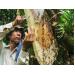 Cà Mau đề nghị đính chính thông tin 85% mật ong U Minh Hạ pha đường