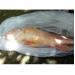Cá sủ vàng gần 4 kg được trả hơn trăm triệu chủ vẫn chưa muốn bán