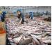 Bác thông tin Mỹ cấm nhập khẩu 20 tấn cá da trơn Việt Nam