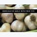 How to Grow Garlic