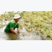 Mekong Delta struggles to save summer autumn rice