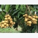 Son La province to export longan to US