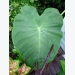 Tips For Growing Elephant Ear Plants