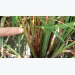 Những dịch bệnh hại cần chú ý trong tuần (từ 1 - 7/8)