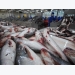 Giá cá tra nhập khẩu vào Mỹ chạm mốc 2 USD/pao