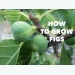 Growing Figs