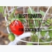 Best Patio Tomato Varieties