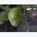 Tomato Growing Problems From Improper Watering