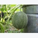 15 Gardening Tips for Growing Melons