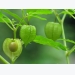 Tầm bóp: Ở Việt Nam chỉ là quả dại, Nhật Bản bán 700.000 đồng/kg