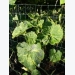 Zucchini Squash Diseases: Common Diseases Of Zucchini Plants