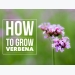 How to Grow Verbena