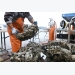 Đài Loan kiểm soát chặt thủy sản có vỏ nhập khẩu
