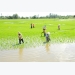 Giải pháp cho cây lúa vùng đất phèn