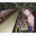 Trung Quốc: Nhiều nhà máy chế biến cá rô phi đóng cửa