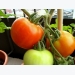 Guide to Growing Early Girl Tomatoes
