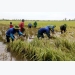 Early floods threaten Mekong rice fields