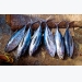 WWF finds recent tuna certification 