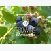 Growing Blueberry Bushes: Tips for Success