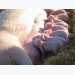 Smart sow feeding leads to better piglet survival