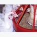 Nutrition, feeding issues impact broiler breeder feathering