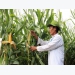 Farmers optimistic about genetically modified maize