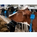 Vi khuẩn đường ruột ở gia súc đóng góp cho phát thải khí nhà kính