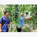 Bến Tre rice farmers switch to other crops