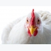 Are broiler feed prestarters worth the cost?