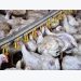 Holistic approach to feeding heat-stressed broilers