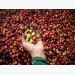 Coffee exports estimated at US$3 billion