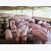 Pork industry rallies in Vietnam, aquaculture sector robust